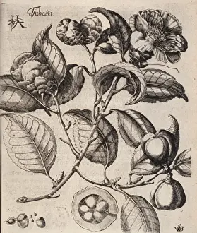 Camellieae Prints: Camellia japonica L. camellia