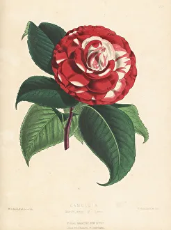 Cultivar Prints: Camellia japonica, Marchioness of Lorne variety
