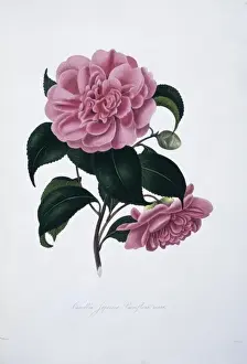 Camellia Prints: Camellia japonica woodsii, camellia