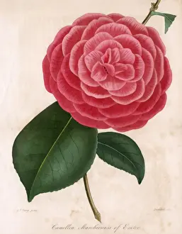 Camellia - Marchioness