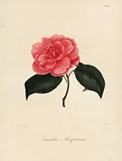 Images Dated 21st April 2020: Camellia monfortiana