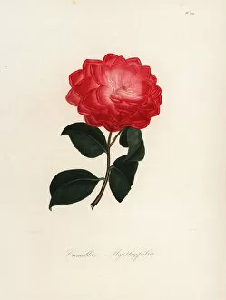 Oudet Gallery: Camellia myrthyfolia