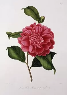 Oudet Gallery: Camellia Rawsiana, or Roscii