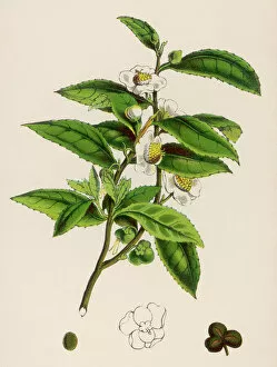 Pla Nts Collection: Camellia Sinensis (Tea)