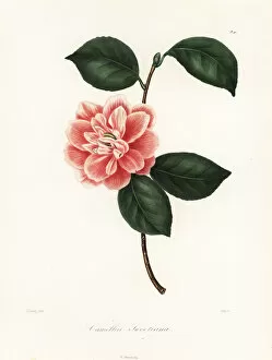 Arbustes Gallery: Camellia sweetiana
