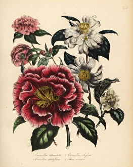 Jane Gallery: Camellia and tea species