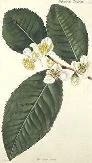 Ericales Collection: Camellia thea, tea