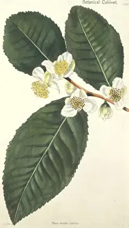 Camellieae Prints: Camellia thea, tea