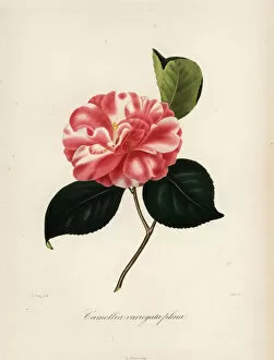 Oudet Gallery: Camellia variegata plena