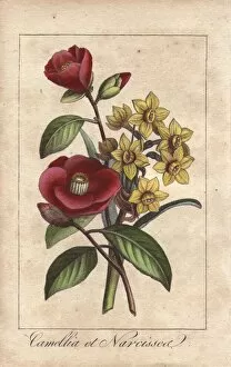 Florist Gallery: Camellias and daffodils, Camellia japonica