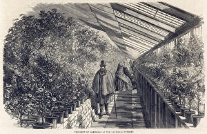 Milne Gallery: Camellias at Milnes Nursery, Vauxhall, London