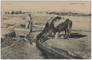 Camels Drinking