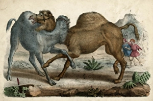 Images Dated 21st November 2011: Camels Fighting C1845