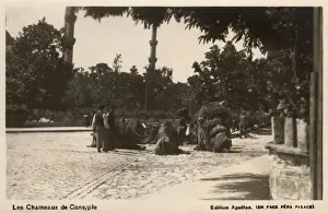 Camels in Istanbul, Turkey - possibly at the Hippodrome?