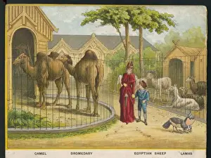 Camels and Lamas Zoo