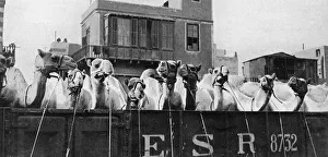 Camel Gallery: Camels leaving Cairo for the Front, WW1