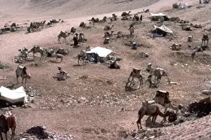 Camels Near the Pyramids