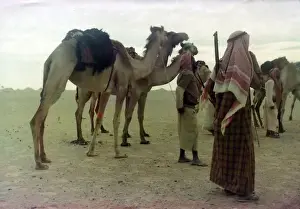 Dessert Prints: Camels in Oman