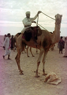 Images Dated 19th July 2016: Camels with Omani people in Oman
