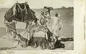 Images Dated 21st April 2011: Camels and their owners - Egypt