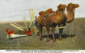 Camels pull harvester - Southern Russia