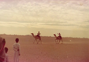 Images Dated 19th July 2016: Camels racing in Oman