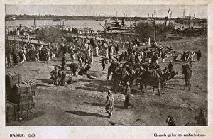 Images Dated 8th May 2017: Camels ready for embarkation, Basra, Iraq