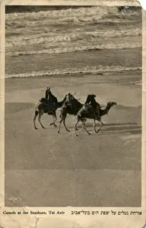 Camels on seashore, Tel Aviv, Israel
