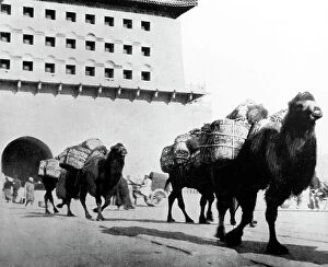 Transporting Collection: Camels transporting coal, Beijing, China, early 1900s