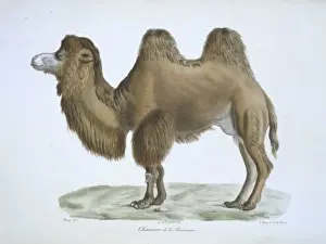 Hump Prints: Camelus bactrianus, bactrian camel