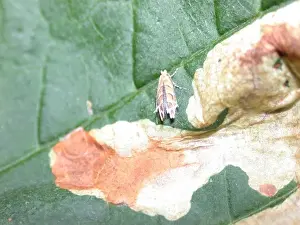 Fagaceae Prints: Cameraria ohridella, horse chestnut leafminer