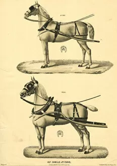 Camille & Fils, Paris - Horses in Harness