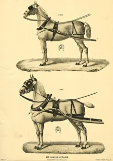 Tackle Prints: Camille & Fils, Paris - Horses in Harness