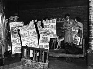 Images Dated 2nd February 2012: Campaigning against animal cruelty, 1940s