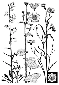 Midgley Collection: Campanula, etc