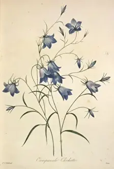Redoute Prints: Campanula rotundifolia, harebell