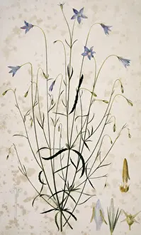 Campanula sp. bellflower