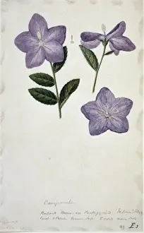 Campanula sp. bellflower