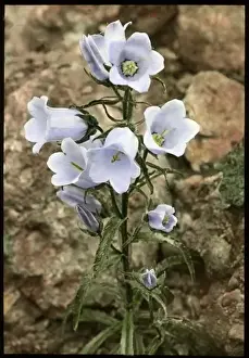 Rockery Prints: Campanula Speciosa (Pyrenean Bellflower)