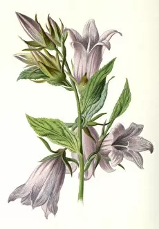 Images Dated 15th February 2011: Campanula Trachelium