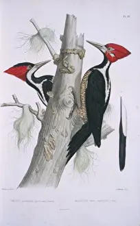 Billed Prints: Campephilus melanoleucos, Crimson-crested Woodpecker