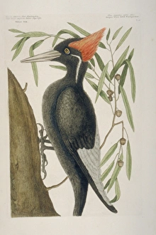 Etching Gallery: Campephilus principalis, ivory-billed woodpecker
