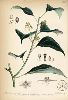 Incense Prints: Camphor laurel, Cinnamomum camphora