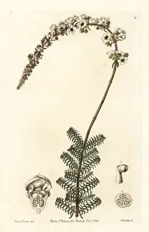 Camphor Prints: Camphor myrtle, Babingtonia camphorosmae