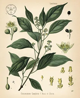 Adolph Gallery: Camphor tree, Cinnamomom camphora