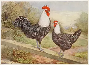 Chicken Prints: Campine Cock and Hen