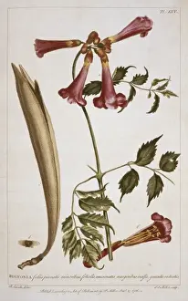 Campsis radicans L. seemann