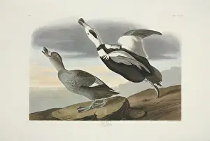 Audubon Prints: Camptorhynchus labradorius, Labrador duck