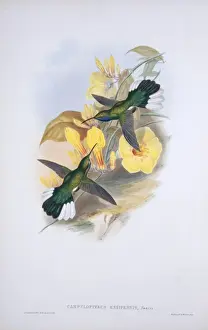 Apodiformes Prints: Campylopterus ensipennis, white-tailed sabrewing