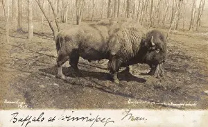 Winnipeg Prints: Canada - Buffalo at Winnipeg